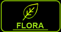 Flora Mode